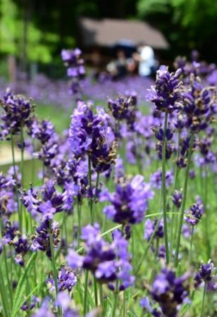 ラベンダー目に涼しく 神戸布引ハーブ園で見頃 兵庫各地で 夏日 を記録 おでかけトピック 兵庫おでかけプラス 神戸新聞next