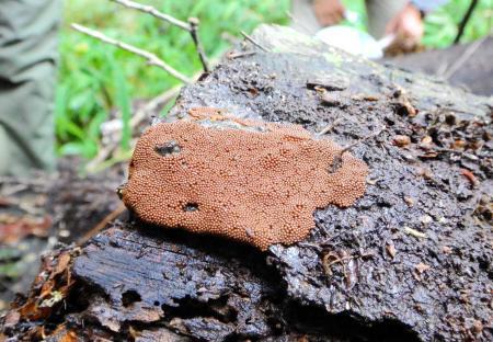 不思議な「ねんきん」の世界 ミクロな生物を森でじっくり 摩耶山で「粘