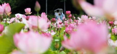 鮮やか涼しげハス見頃 姫路 夢前 蓮の花苑 ７月末まで開場 無料公開 おでかけトピック 兵庫おでかけプラス 神戸新聞next