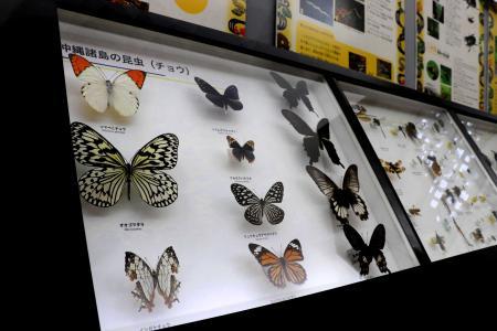 奄美大島のみ生息のクワガタ、日本最大のガ… 琉球列島の生き物集合