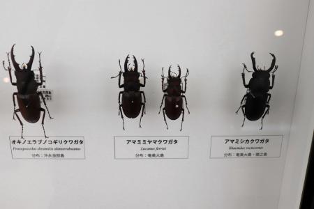 奄美大島のみ生息のクワガタ、日本最大のガ… 琉球列島の生き物集合