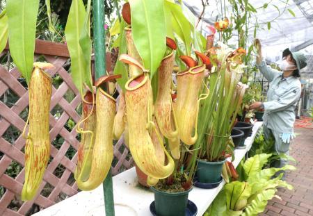 【まとめ買い】 食虫植物30種120点展示 鉢植えプレゼントも | おでかけ その他