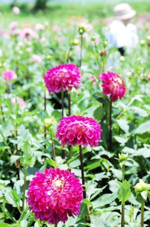 赤、ピンク…300種 華やか大輪10万本 全国有数の球根産地「宝塚