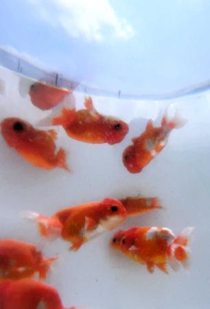 金魚ゆらゆら 暑さも和らぐ 逸姫らんちゅう など専門店で数千匹が乱舞 姫路 おでかけトピック 兵庫おでかけプラス 神戸新聞next