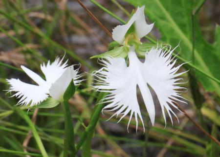 息のむ美しさ「羽を広げる白鷺のよう」 絶滅の危険増すサギソウ見頃
