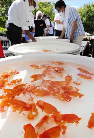 見てください、この見栄えの良さ」 高級金魚「ランチュウ」の品評会に