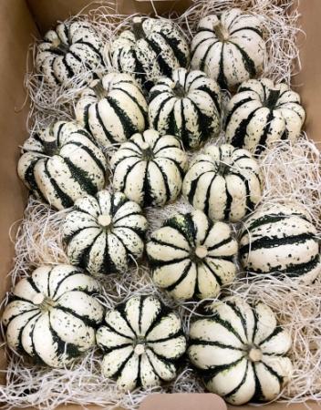 ハロウィン観賞用おもちゃかぼちゃ　40個　サチ5 B ハロウィン用おもちゃかぼちゃ：ミックス 10個セット の通販