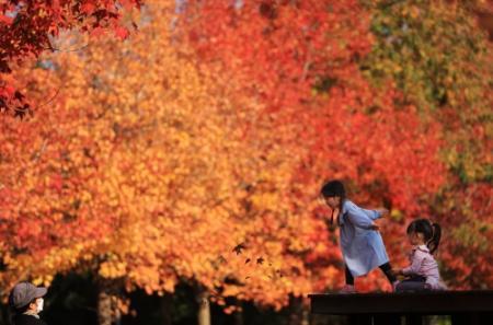 希望の象徴！幸運木【森からやって来た天然野生のもみの木さん＊樅の木】今年3年生！ フォレスト on X