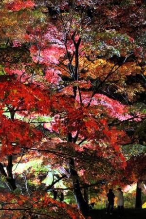 山採り 山もみじ 紅葉観に行こうよう 最上山 もみじ山 | 宍粟 観光モデルコース