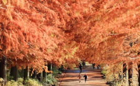 紅葉の木 彩前線〉天上覆う紅葉、ぬくもり満ちる並木道 加東・播磨中央公園