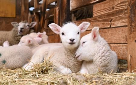 誕生おメェーでとう 子ヒツジ続々誕生 神戸・六甲山牧場 | おでかけ