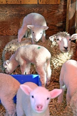 誕生おメェーでとう 子ヒツジ続々誕生 神戸・六甲山牧場 | おでかけ