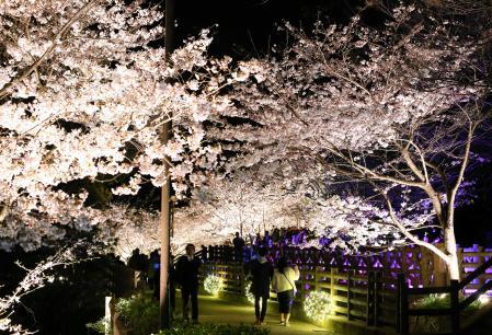須磨浦公園桜 – 須磨浦公園ロープウェイ – YTSB