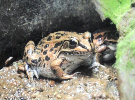 絶滅危惧種のカエルのリスト
