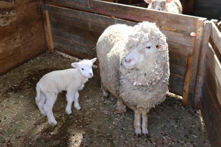 来園者癒やす赤ちゃん続々誕生、ヒツジとヤギの計5匹 県立但馬