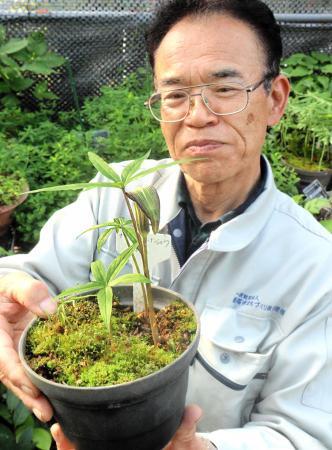 希少植物「ナギヒロハテンナンショウ」4年半かけ開花 兵庫は西部県境で