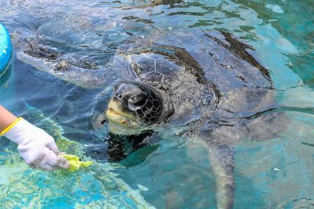 希少】アオウミガメ 剥製 海亀 ウミガメ ハクセイ うみがめ 剥製 亀