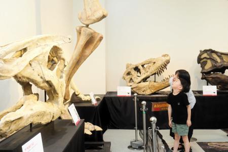 ティラノサウルス　化石の爪 ティラノサウルスの”爪”…化石のレプリカ作りに挑戦 鳥取県鳥取市 | BSS