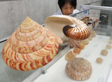 深海に適応進化、奥深い貝の世界 西宮市貝類館で特別展 「生きた化石