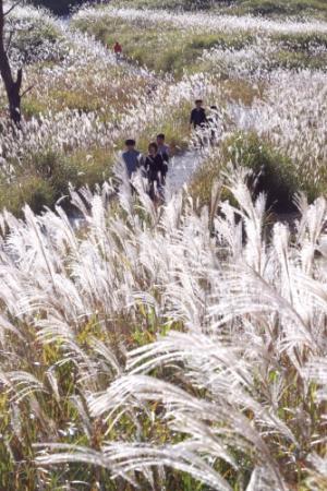 銀色に輝く穂波、映画でもおなじみの幻想世界 神河・砥峰高原でススキ