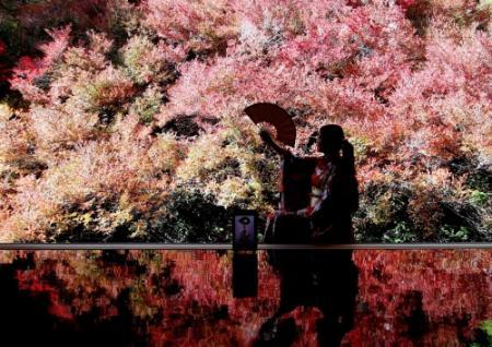 まるで鏡写し、床にも映えるドウダンツツジ 境内彩る紅、日に日に深く