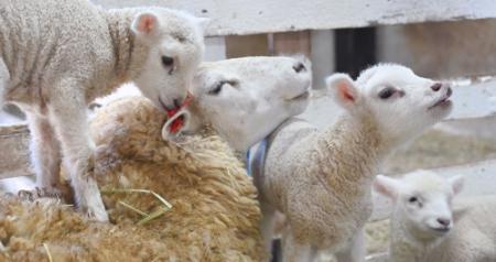 子ヒツジすくすく 神戸・六甲山牧場でベビーラッシュ 仲良し親子公開へ