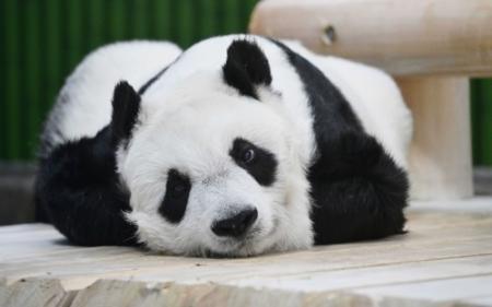 CATEGORY 王子動物園関連グッズ | 神戸新聞オンラインショップ