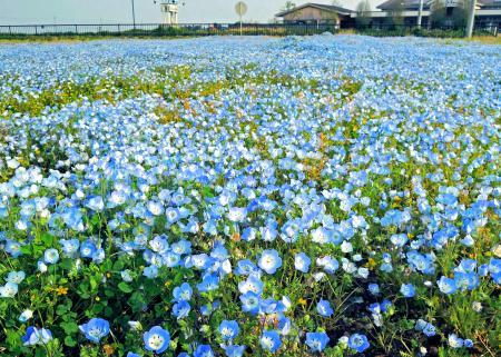 広大な農園にネモフィラびっしり 稲美・にじいろ農園が撮影スポットに