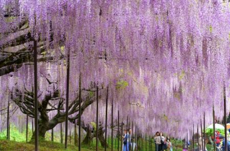 これが藤の花！？白毫寺の「九尺ふじ」がまるで紫のシャワーだっ