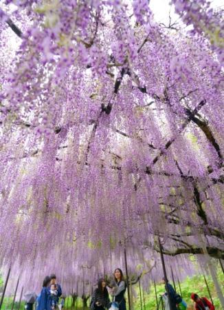 九尺ふじ（日中の姿） | 白毫寺｜兵庫県丹波市｜九尺藤