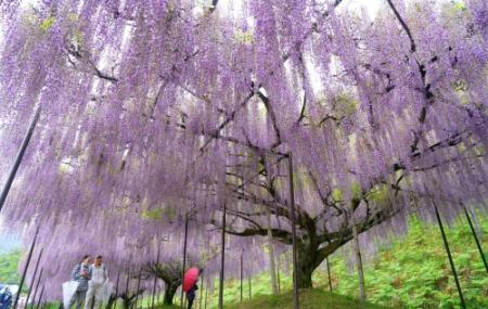 降り注ぐ紫の花房 丹波・白毫寺で「九尺ふじ」が見頃 上下2段、総延長
