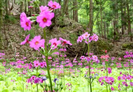 初夏の彩り 愛らしく クリンソウ見頃 宍粟・ちくさ高原 | おでかけ