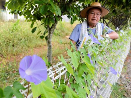 【数量は多】 変化アサガオ」色とりどり2728輪 小野で見頃 | おでかけトピック 花