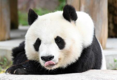 神戸・王子動物園でパンダ・タンタン感謝の会 | おでかけ