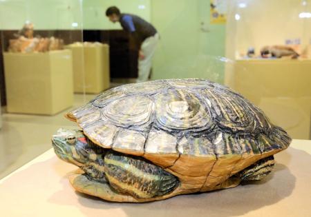 3月23日まで】金魚絵師・岩田明久さん × 動物彫刻家・はしもとみおさん