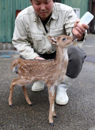 春の姫路セントラルパークで赤ちゃんラッシュ! キリンやシカ