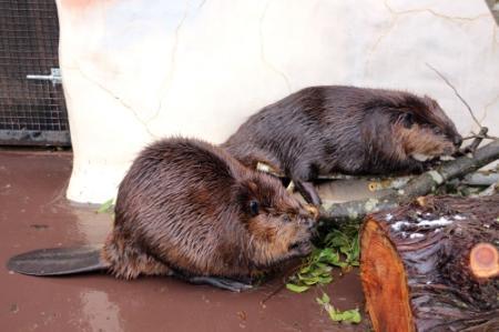 ヨーデルの森にアメリカビーバー2匹が仲間入り 神河町 | おでかけ