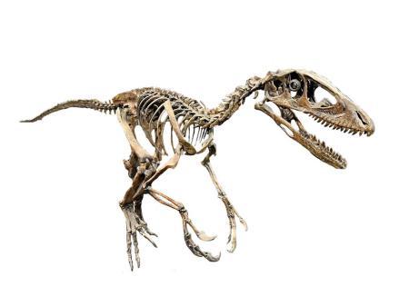 グラスファイバートレックス骨格化石恐竜骨化石博物館展示用