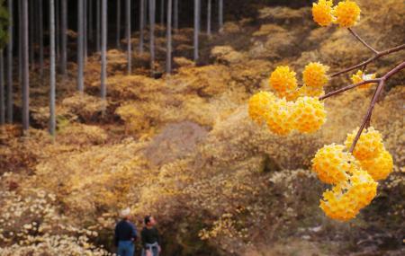 4月中旬まで】丹波地域に花の春到来! 桜に先駆け、ミツマタ、スイセン
