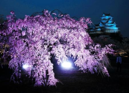 今年のお花見どこに行く 兵庫の桜２０１９ おでかけトピック 兵庫おでかけプラス 神戸新聞next