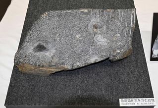 魚竜の化石が見つかった、成羽美術館が所蔵する岩石の一部