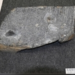 魚竜の化石が見つかった、成羽美術館が所蔵する岩石の一部