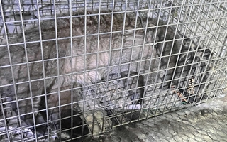 わなで捕獲されたハクビシン＝神戸市立医療センター中央市民病院（同病院提供）