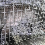 わなで捕獲されたハクビシン＝神戸市立医療センター中央市民病院（同病院提供）