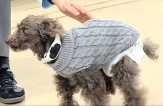 骨伝導集音器を装着した犬（ソリッドソニック提供）