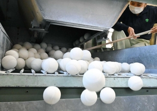 仕上げの粉をまとい、完成した軟式野球ボール＝いずれも明石市魚住町西岡、内外ゴム本社工場（撮影・大田将之）