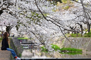 川沿いに咲き誇るソメイヨシノなどの桜並木＝２日午後、西宮市、夙川河川敷緑地