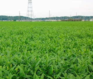 「狭山茶」の茶葉を栽培する畑＝１０月、埼玉県入間市