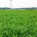 「狭山茶」の茶葉を栽培する畑＝１０月、埼玉県入間市