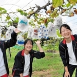 ブドウに掛ける紙袋に、絵や字を記した小野工高生＝いずれも加西市岸呂町